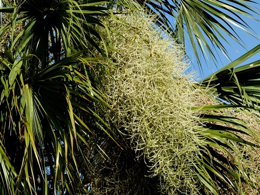 {Sabal palmetto}